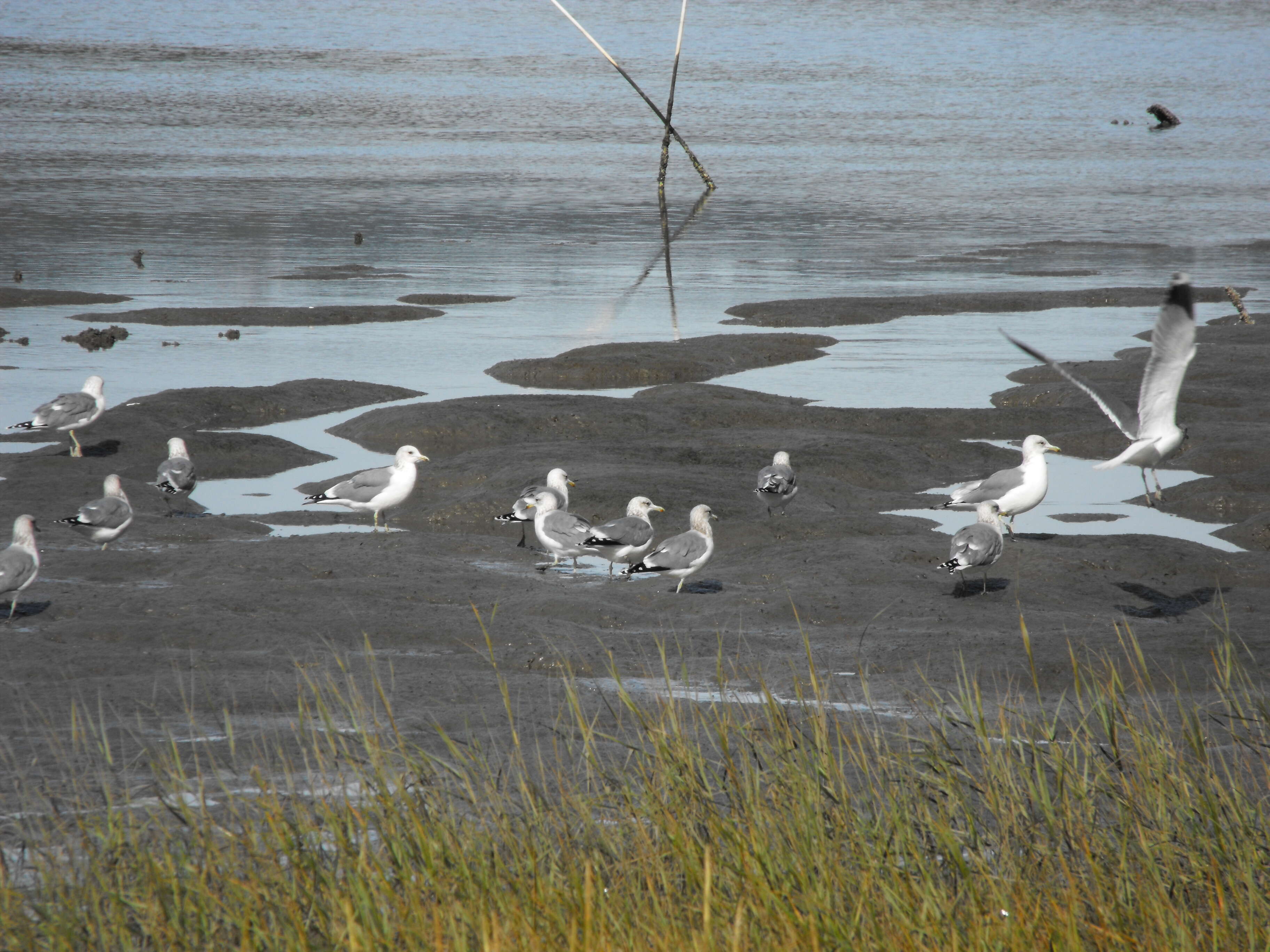 Image of California Gull