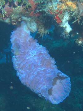 Image of Azure Vase Sponge