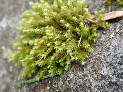 Image de Hedwigia ciliata Palisot de Beauvois 1805