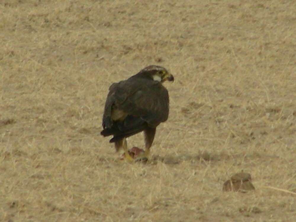 Image of Laggar Falcon