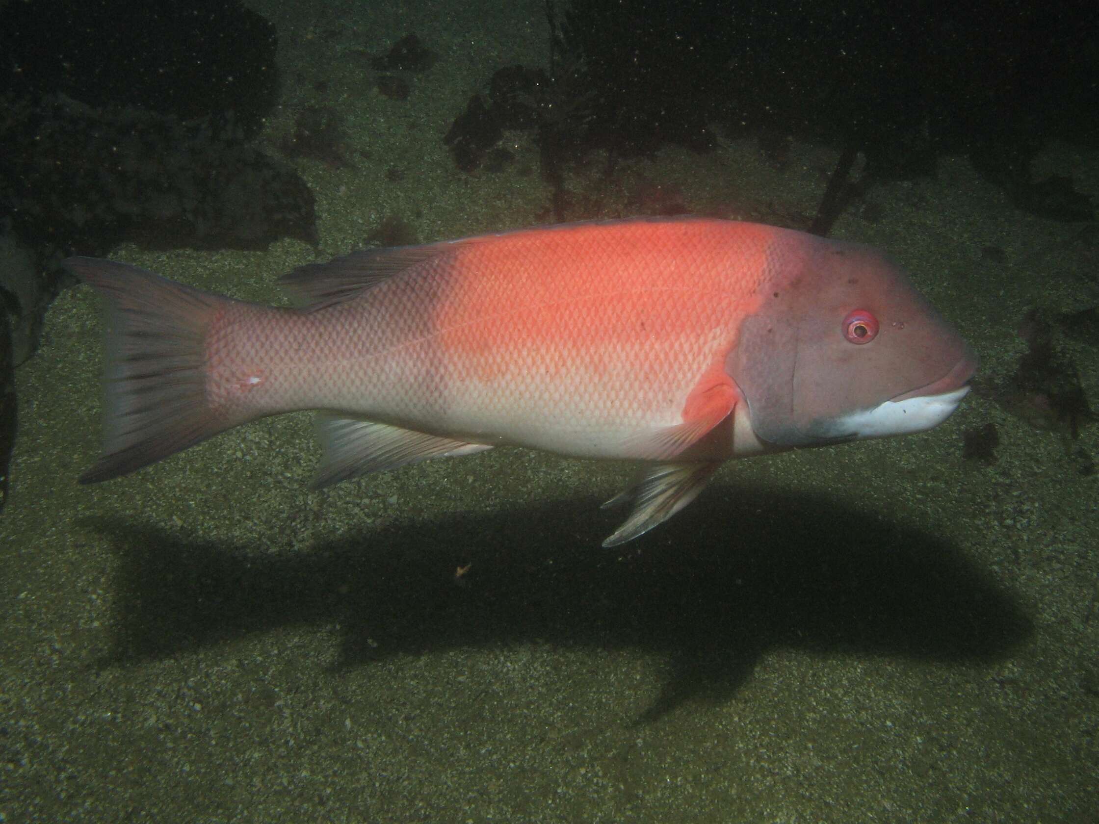 Image of sheepshead