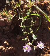 Plancia ëd Spergularia rubra (L.) J. Presl & C. Presl