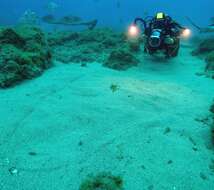 Image of Spiny Butterfly Ray