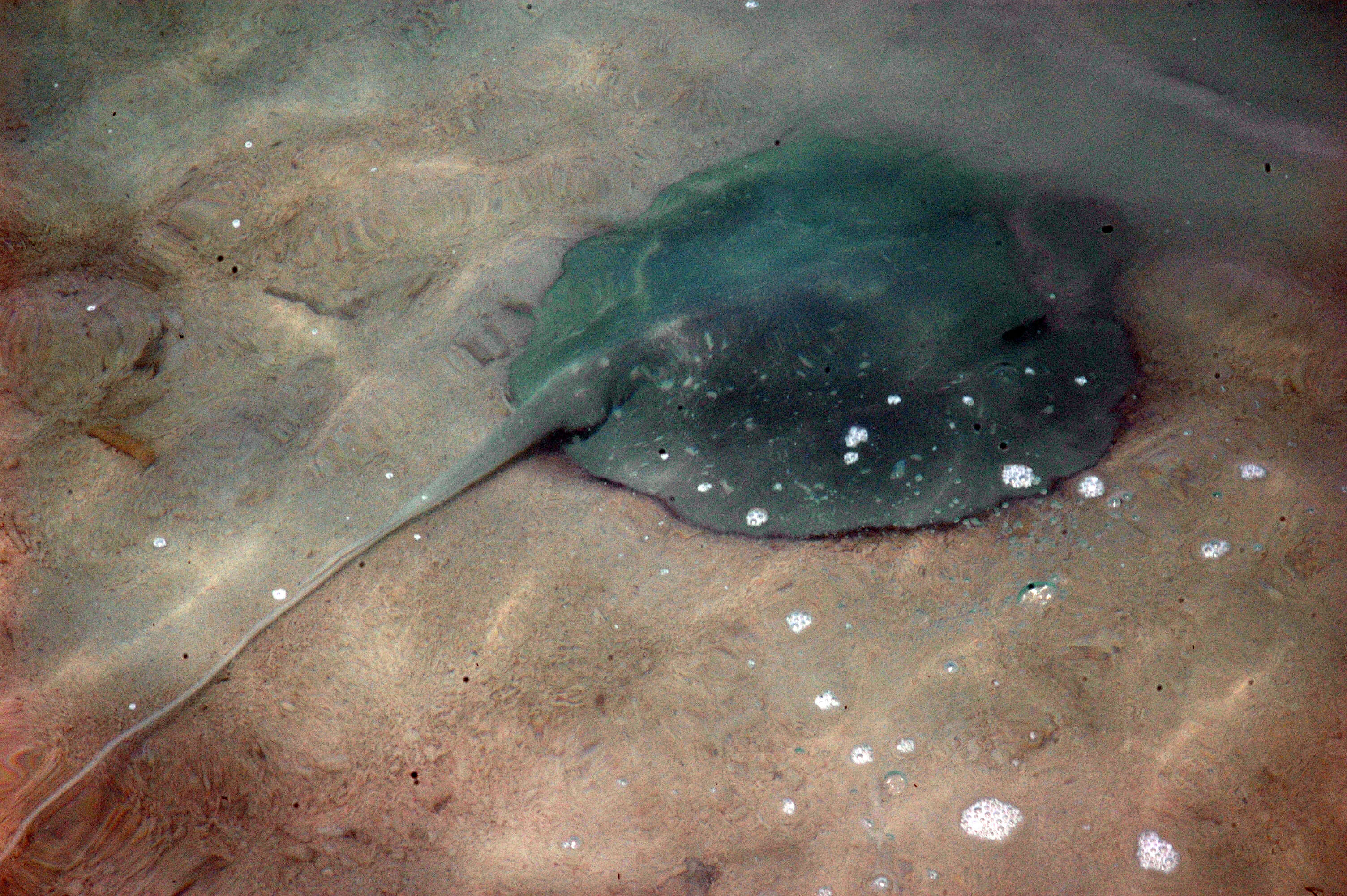 Imagem de Urogymnus granulatus (Macleay 1883)