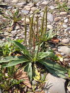 Image of Plantago depressa Willd.