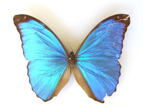 Imagem de Morpho didius Hopffer 1874