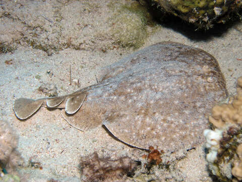 Image of Leopard Torpedo