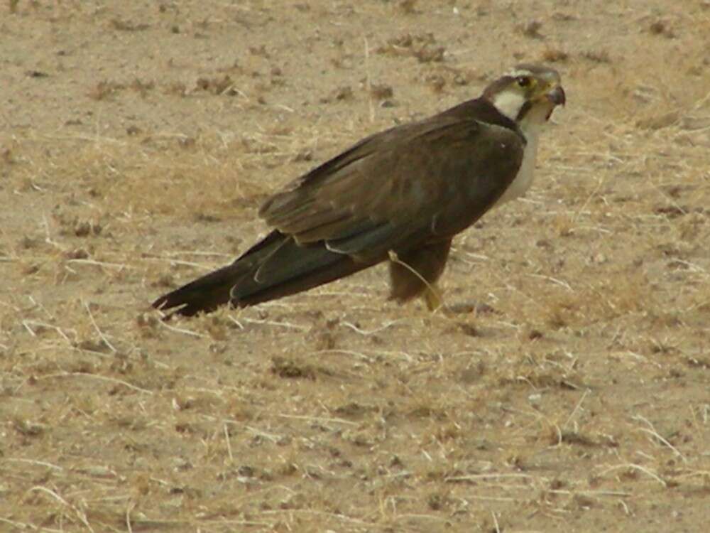 Image of Laggar Falcon