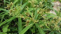 Imagem de Cyperus albostriatus Schrad.