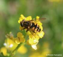 Sivun Dolichogyna chilensis (Walker 1836) kuva