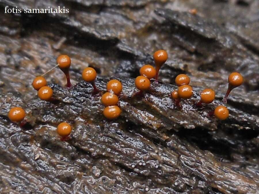 Image of Hemitrichia clavata