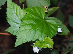 صورة Rubus corchorifolius L. fil.