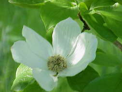 Image of Pacific dogwood