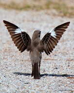 Image of Northern Mockingbird