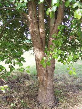 Image of goat willow