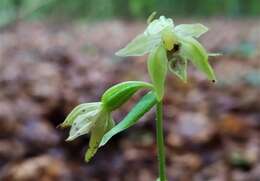 Image of Epipactis leptochila subsp. leptochila