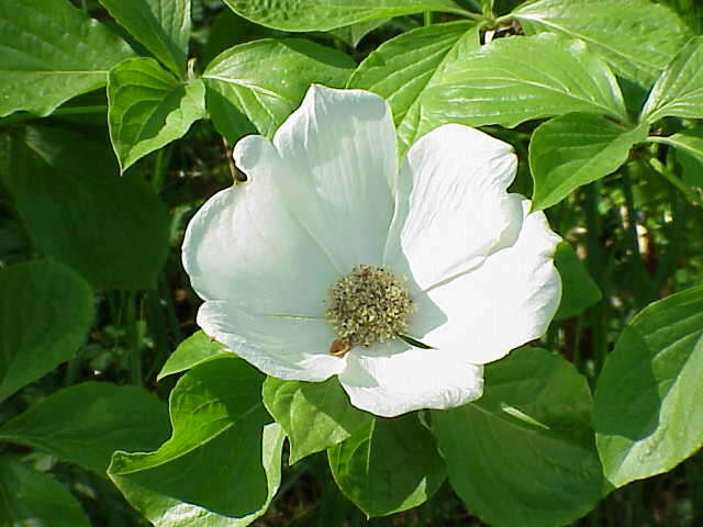 Image of Pacific dogwood