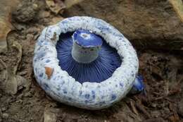 Lactarius indigo (Schwein.) Fr. 1838 resmi