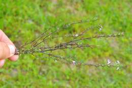 Imagem de Euphrasia stricta D. Wolff ex J. F. Lehm.