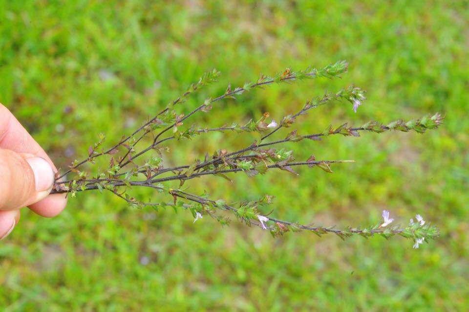 Слика од Euphrasia stricta D. Wolff ex J. F. Lehm.