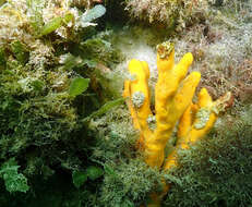 Image of Axinella polycapella de Laubenfels 1953