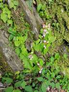 Image of Begonia ravenii C. I. Peng & Y. K. Chen