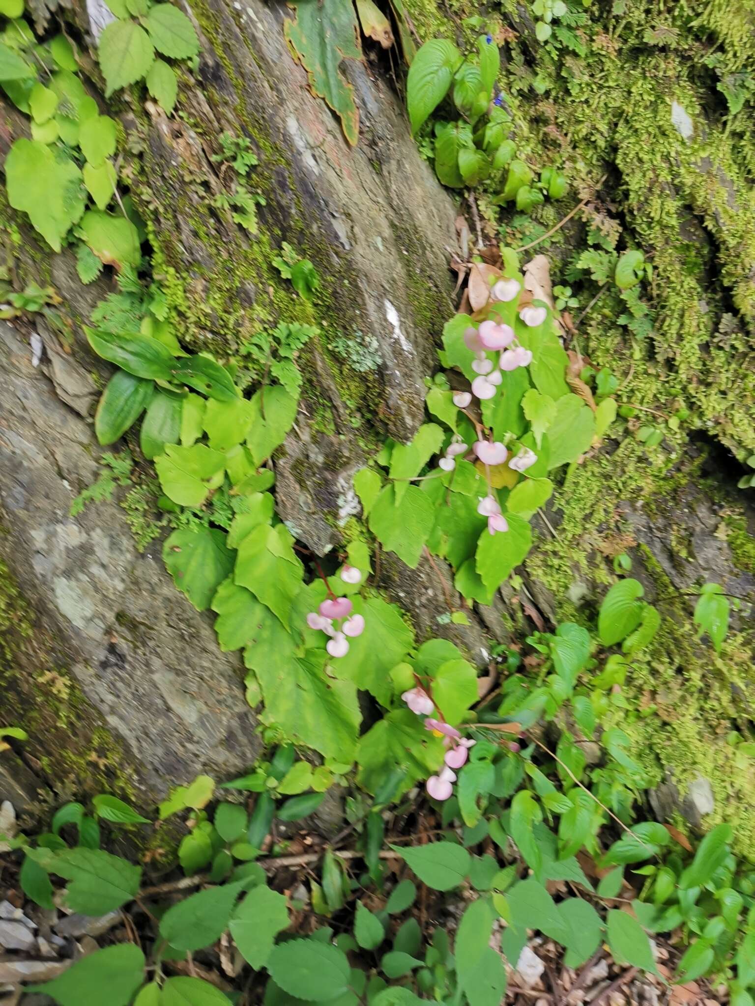 Image of Begonia ravenii C. I. Peng & Y. K. Chen