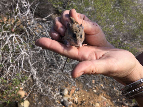 Imagem de Peromyscus fraterculus (Miller 1892)