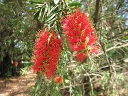 Sivun Callistemon recurvus R. D. Spencer & P. F. Lumley kuva