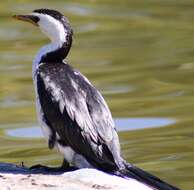 Image of Little Pied Cormorant