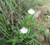 Image of Delosperma brevisepalum L. Bol.