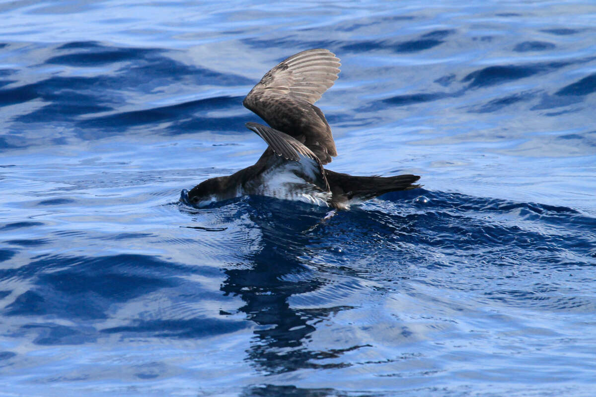 Image of Audubon's Shearwater