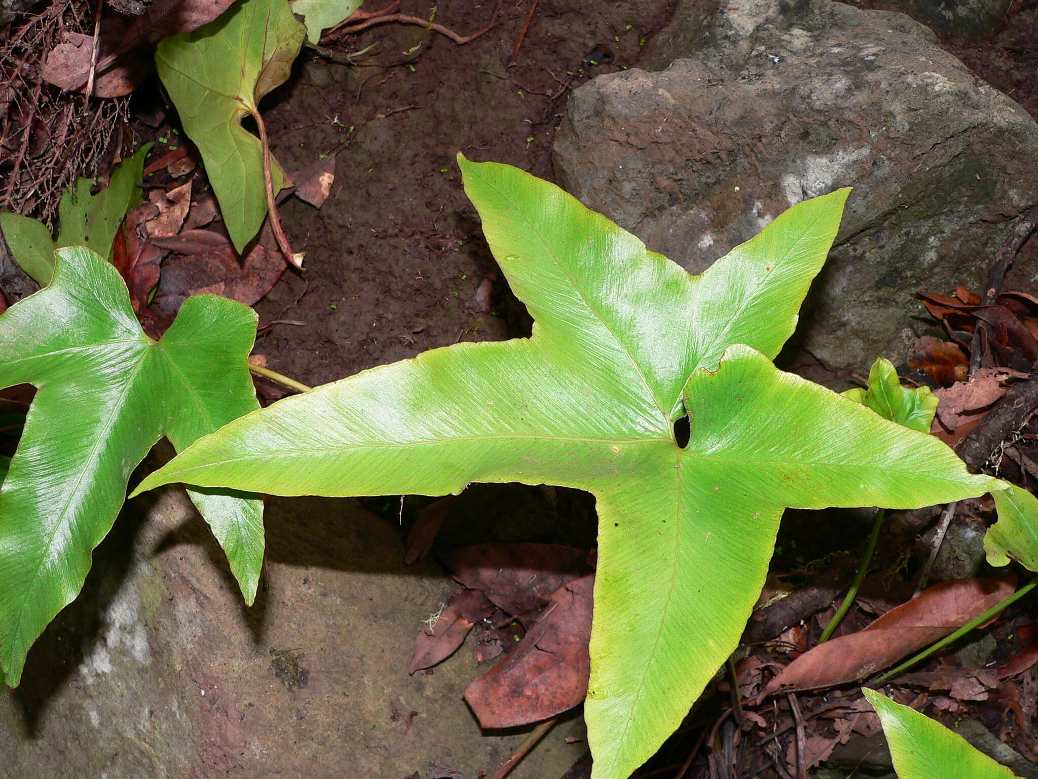 Plancia ëd Asplenium hemionitis L.