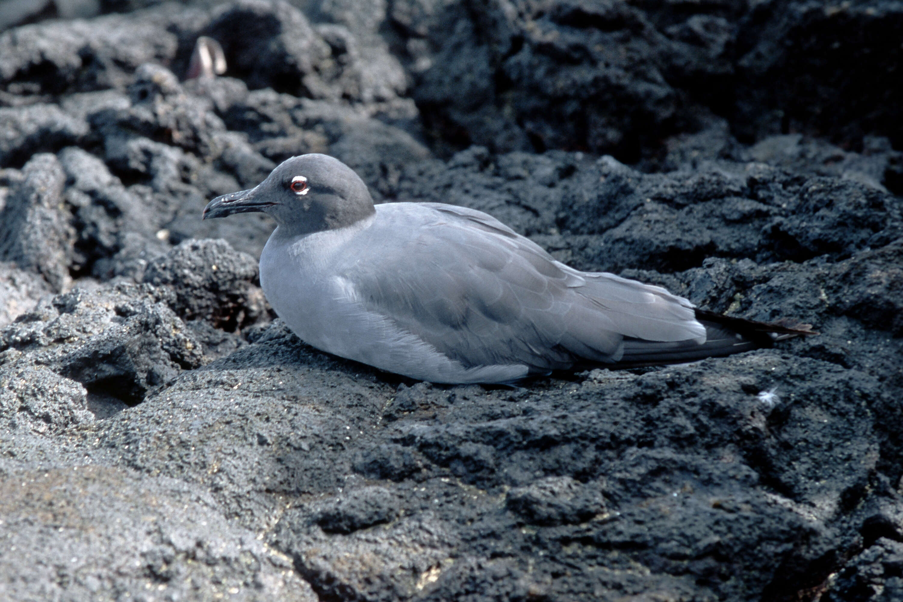 Image of Lava Gull