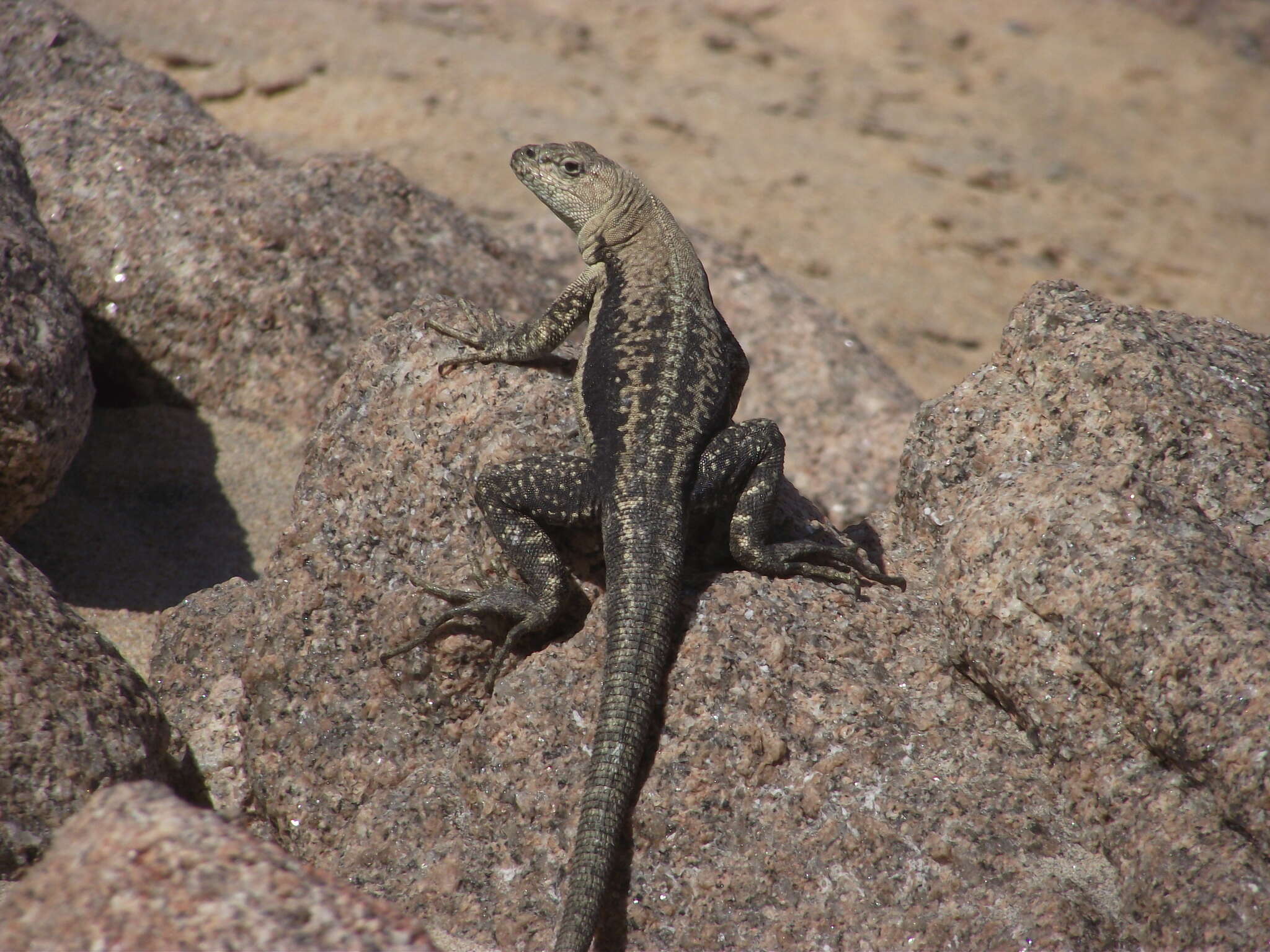 Plancia ëd Microlophus quadrivittatus (Tschudi 1845)