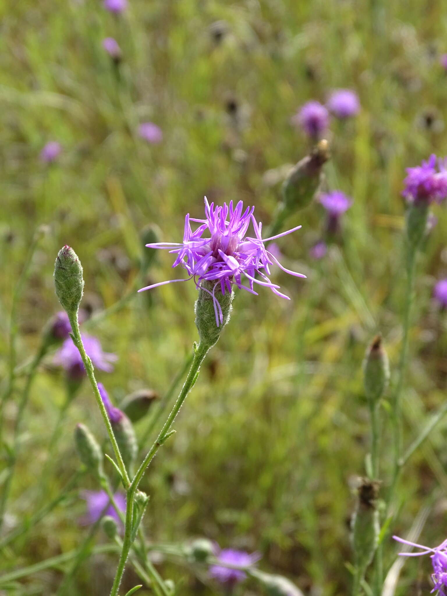 Image of branched blazing star