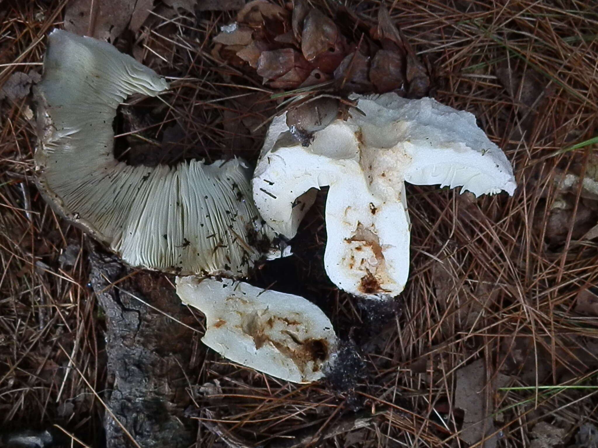 Image of Russula heterophylla (Fr.) Fr. 1838