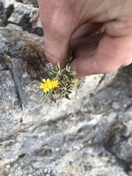 Image of Rydberg's goldenbush