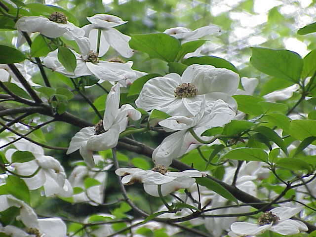 Image of Pacific dogwood