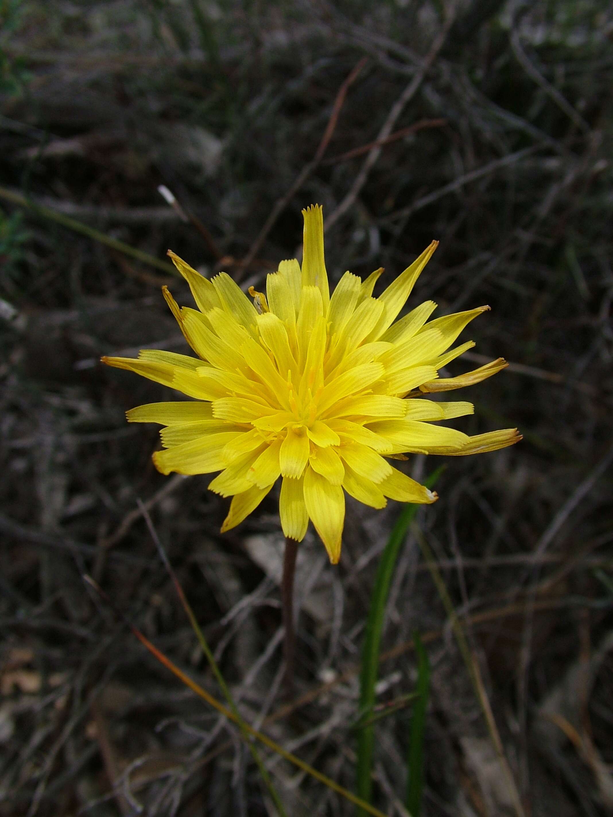 Microseris scapigera (Cunn.) Sch. Bip. resmi