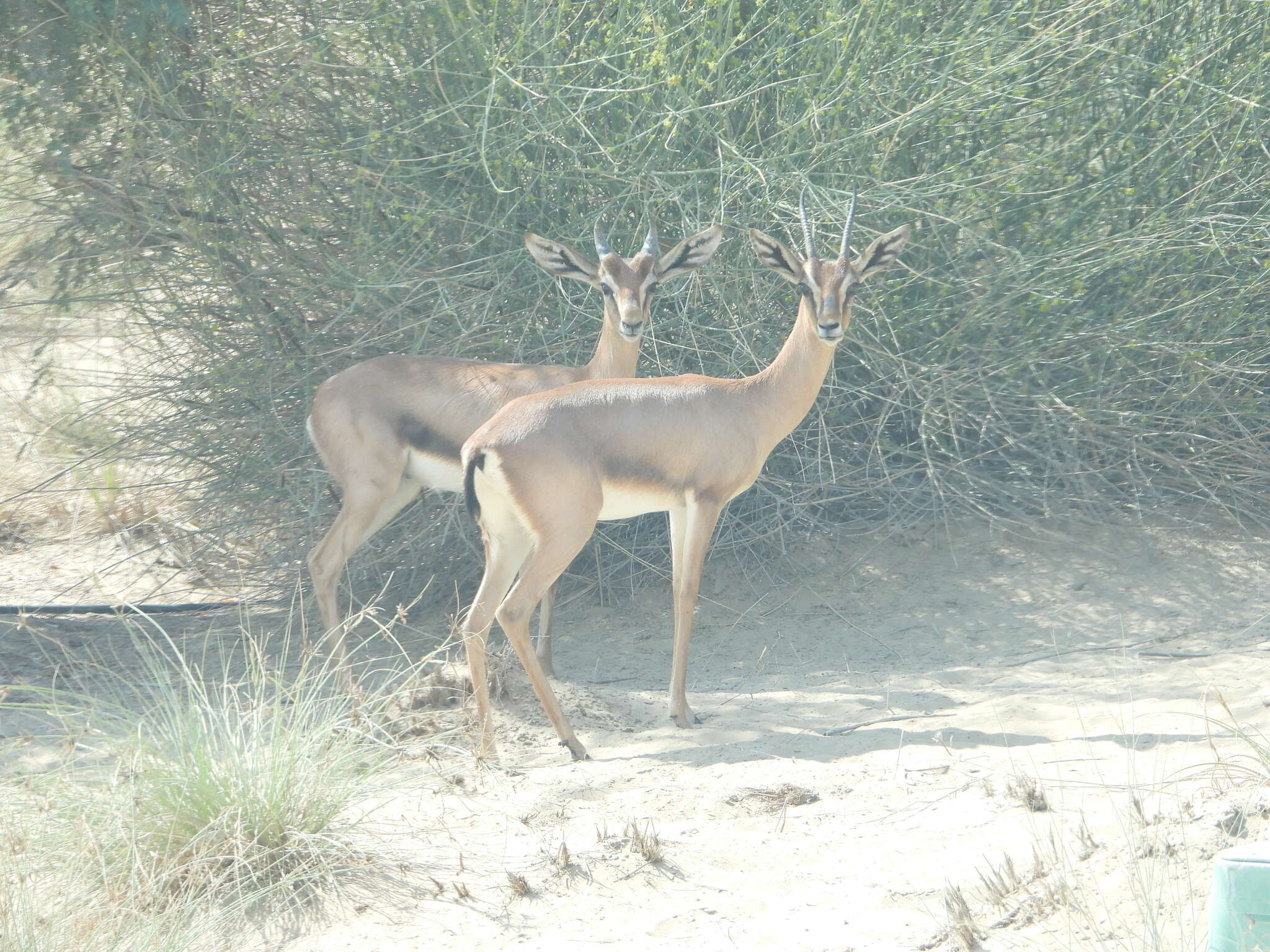 Plancia ëd Gazella arabica (Lichtenstein 1827)