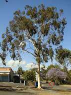 Image of lemonscented gum