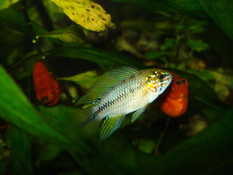 Image of Borelli's dwarf cichlid