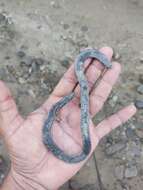 Image of Oaxacan Caecilian