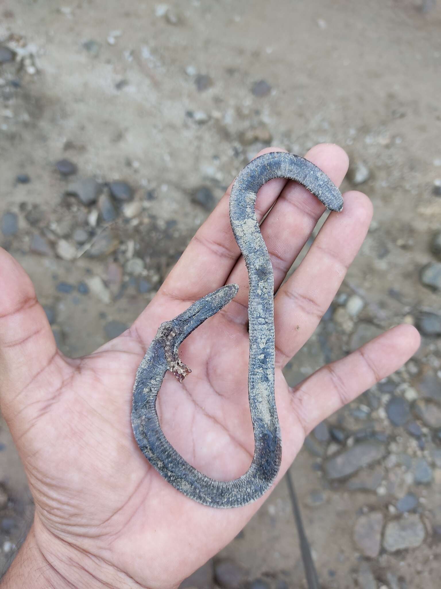 Image of Oaxacan Caecilian