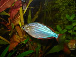 Image of Dwarf Rainbowfish