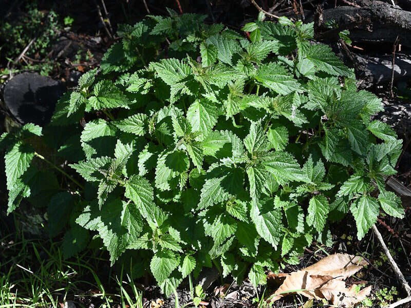 Image of Urtica morifolia Poir.