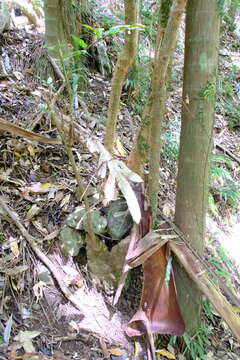 Image of Hicksbeachia pinnatifolia F. Müll.