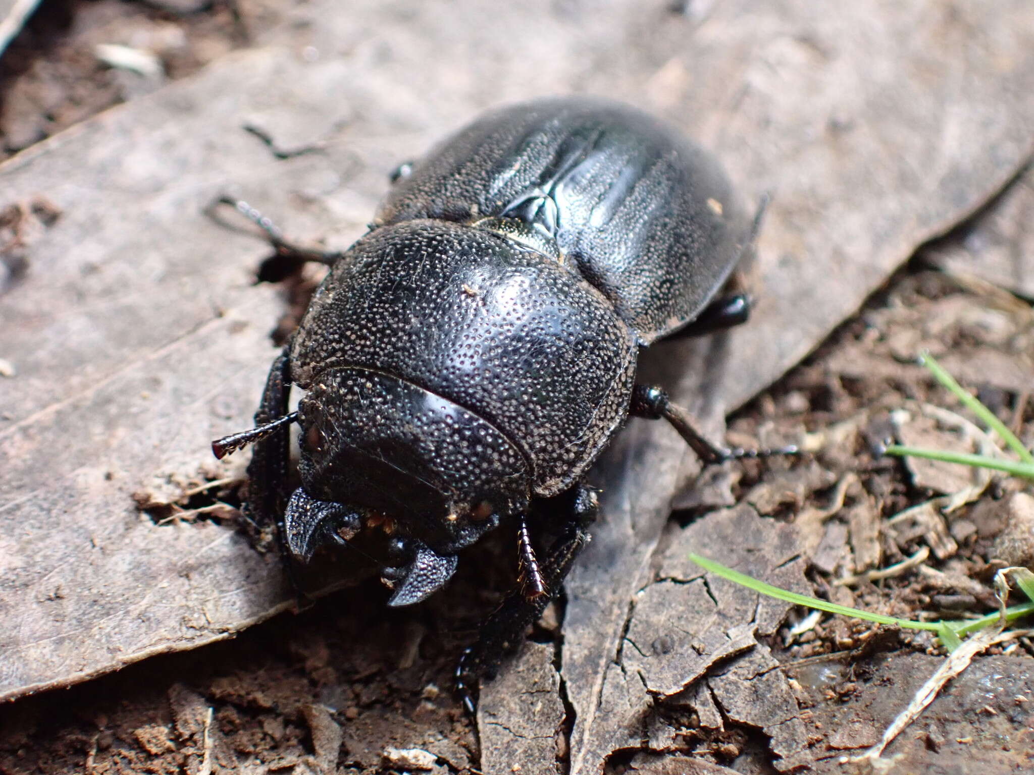 Image of Lissapterus howittanus (Westwood 1863)