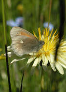 Coenonympha tullia chatiparae Sheljuzhko 1937的圖片